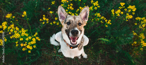 Konstfotografi View from above at happy mongrel dog with standing and looking at camera, green