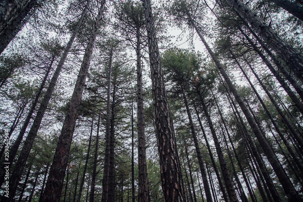 Very tall trees in forest. Shooting from below on a cloudy day. Very tall trees in forest. Shooting from below on a cloudy day.