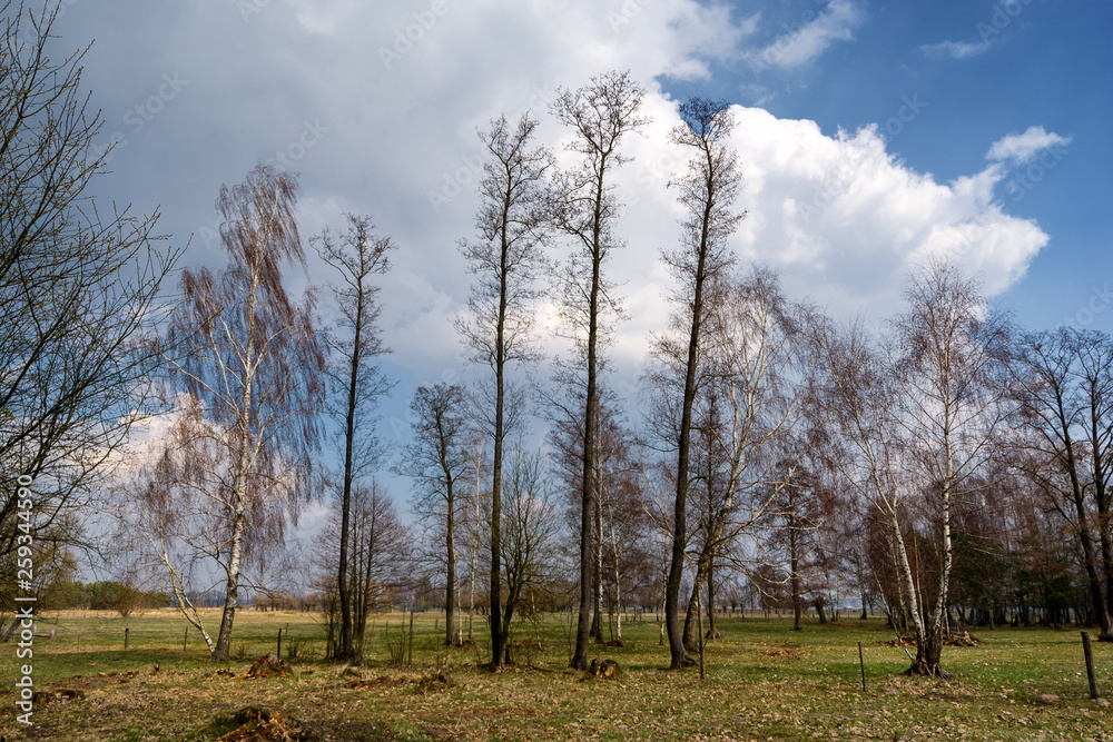 Obraz premium Krajobraz wiejski Podlasia, Wiosna na Podlasiu