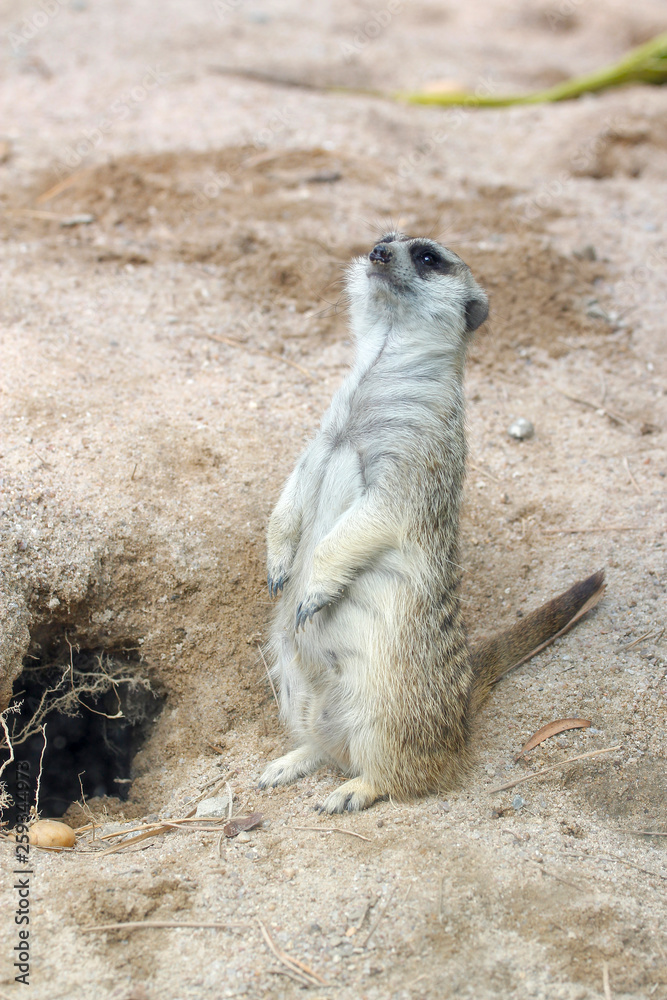 The Suricata suricatta or meerkat stand up in front of hole The Suricata suricatta or meerkat stand up in front of hole
