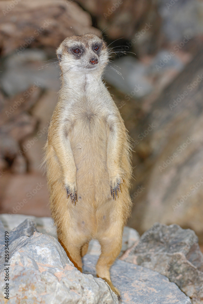 Fototapeta premium The Suricata suricatta or meerkat stand up