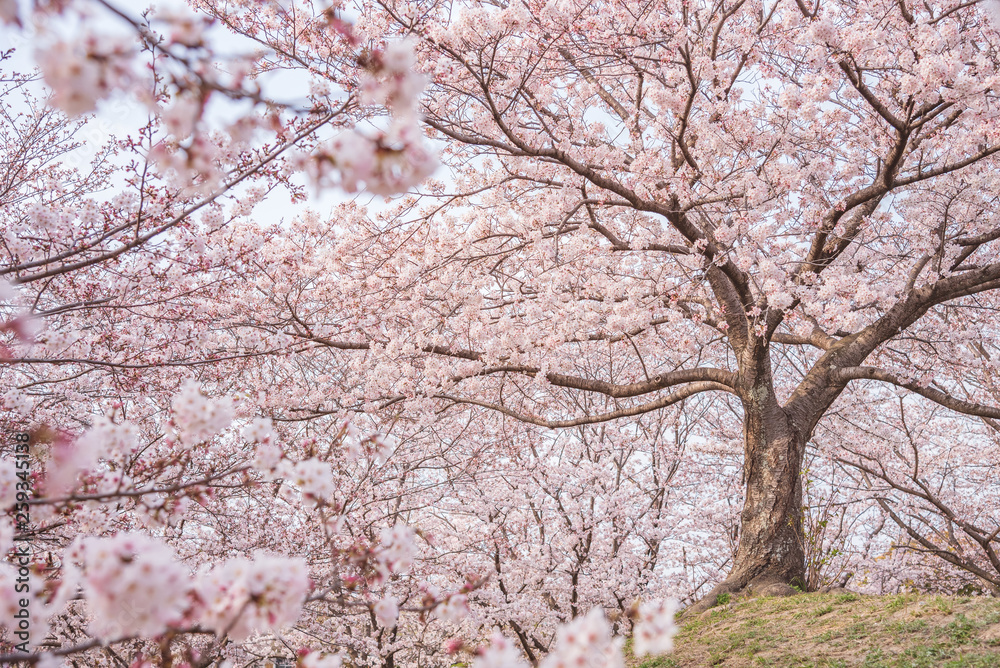 春の便り「桜」