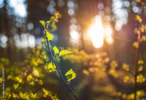 Fototapeta Naklejka Na Ścianę i Meble -  Sunset in a spring forest in Germany