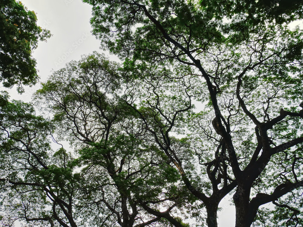 Low Angle View of Silhouette of Large Tree Canopy Low Angle View of Silhouette of Large Tree Canopy