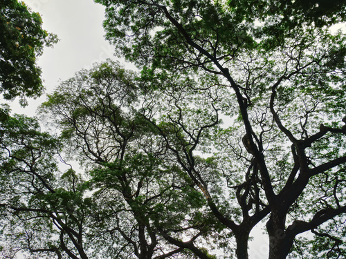 Low Angle View of Silhouette of Large Tree Canopy