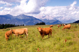 Mucche al pascolo alpino
