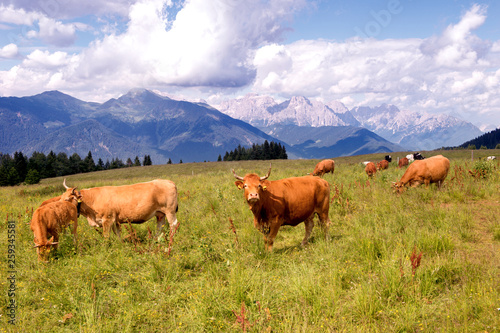 Mucche al pascolo alpino