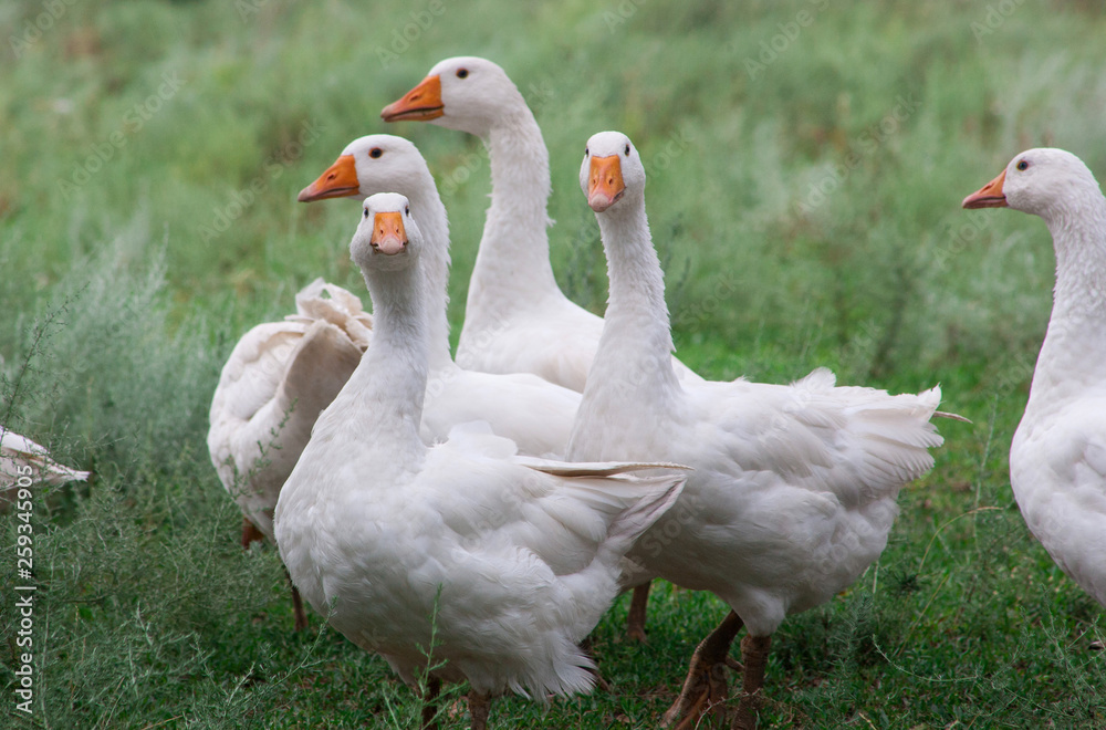 Domestic Geese in the grass Domestic Geese in the grass