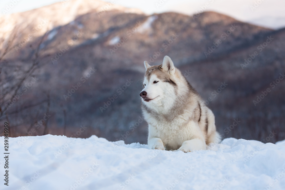 Beautiful and free Siberian Husky dog lying is on the snow in winter forest at sunset on bright mountain background. Beautiful and free Siberian Husky dog lying is on the snow in winter forest at sunset on bright mountain background.