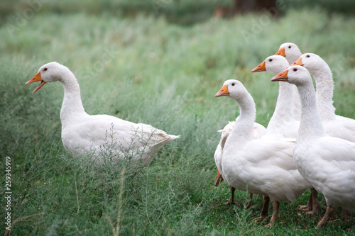 Canvas-taulu Domestic Geese in the grass