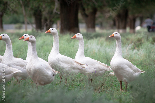 Domestic Geese in the grass