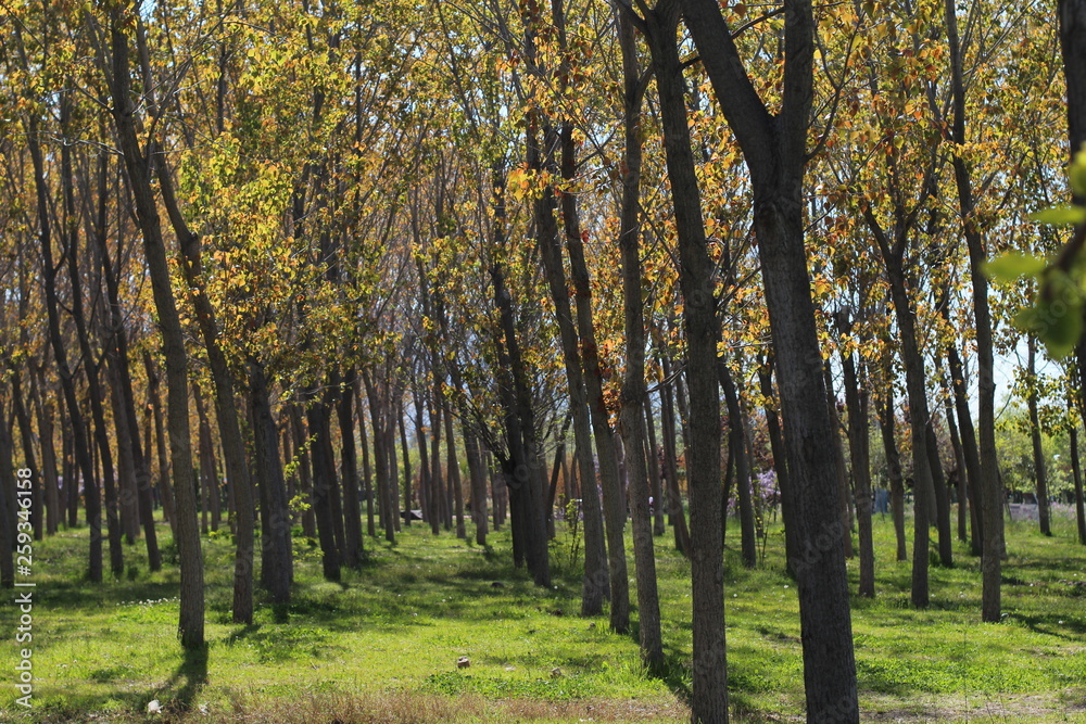 Fototapeta premium Forest view