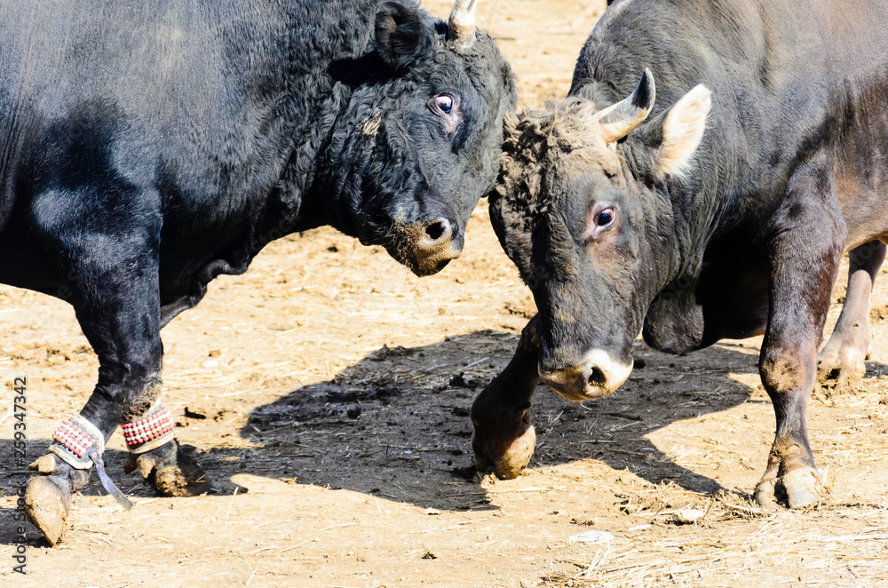 Fototapeta premium Bull fight