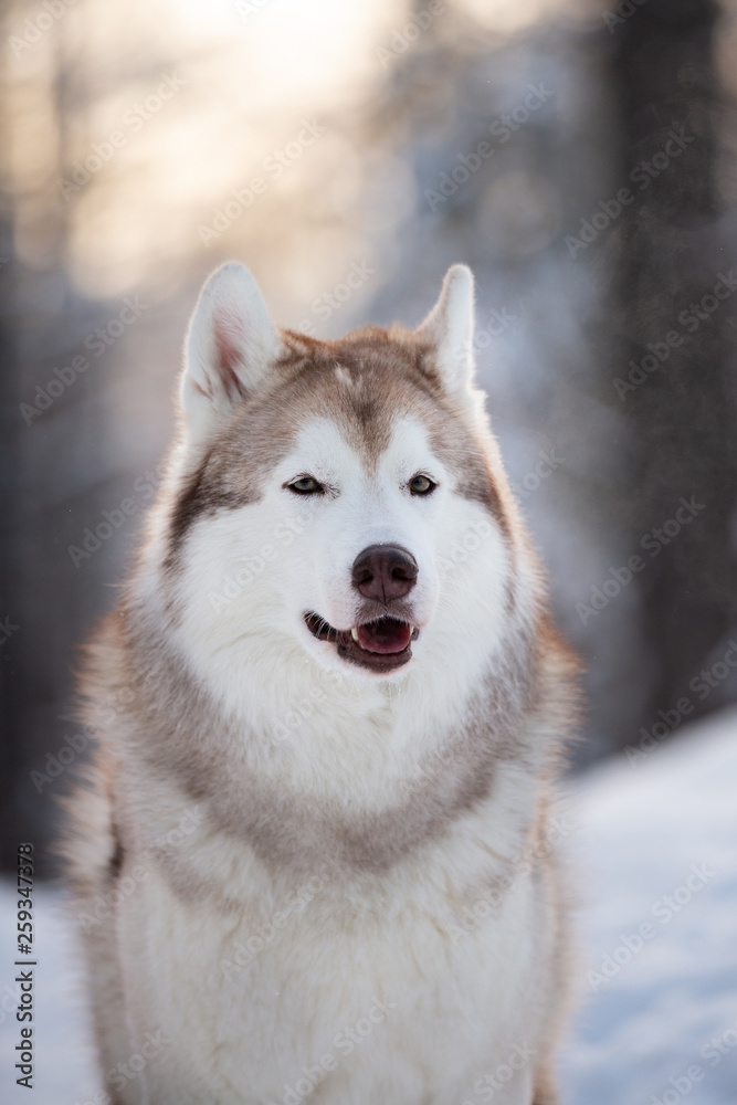 Beautiful, happy and free Siberian Husky dog sitting on the snow path in the winter forest at sunset. Beautiful, happy and free Siberian Husky dog sitting on the snow path in the winter forest at sunset.