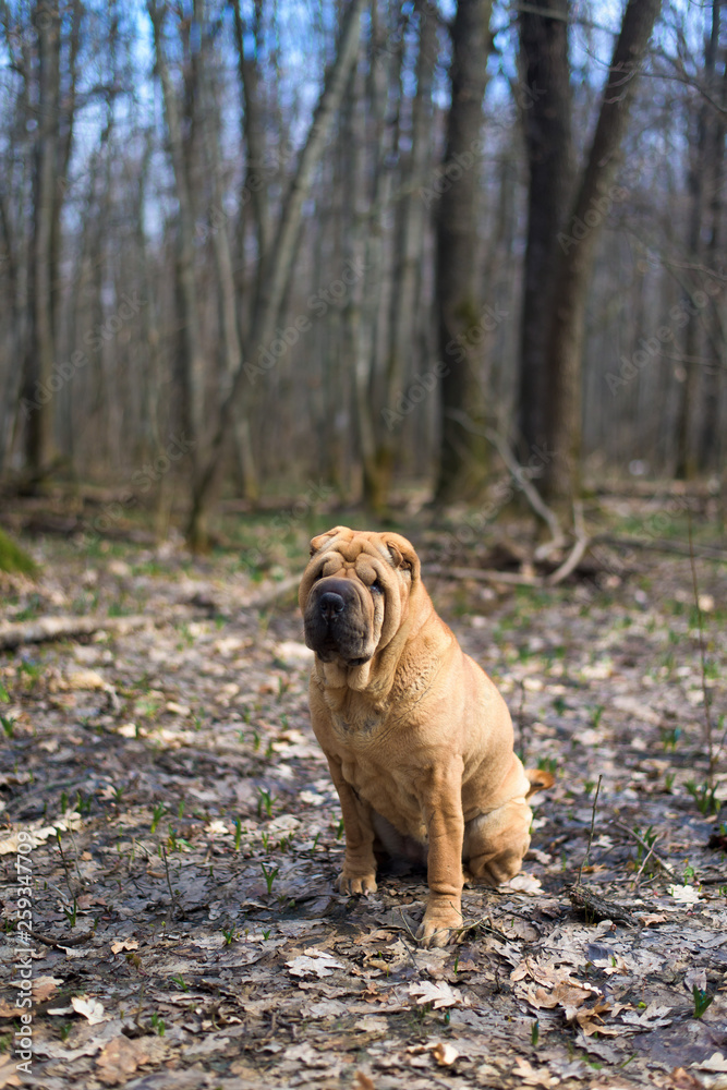 Fototapeta premium Shar Pei on the background of nature. close up. cute red dog