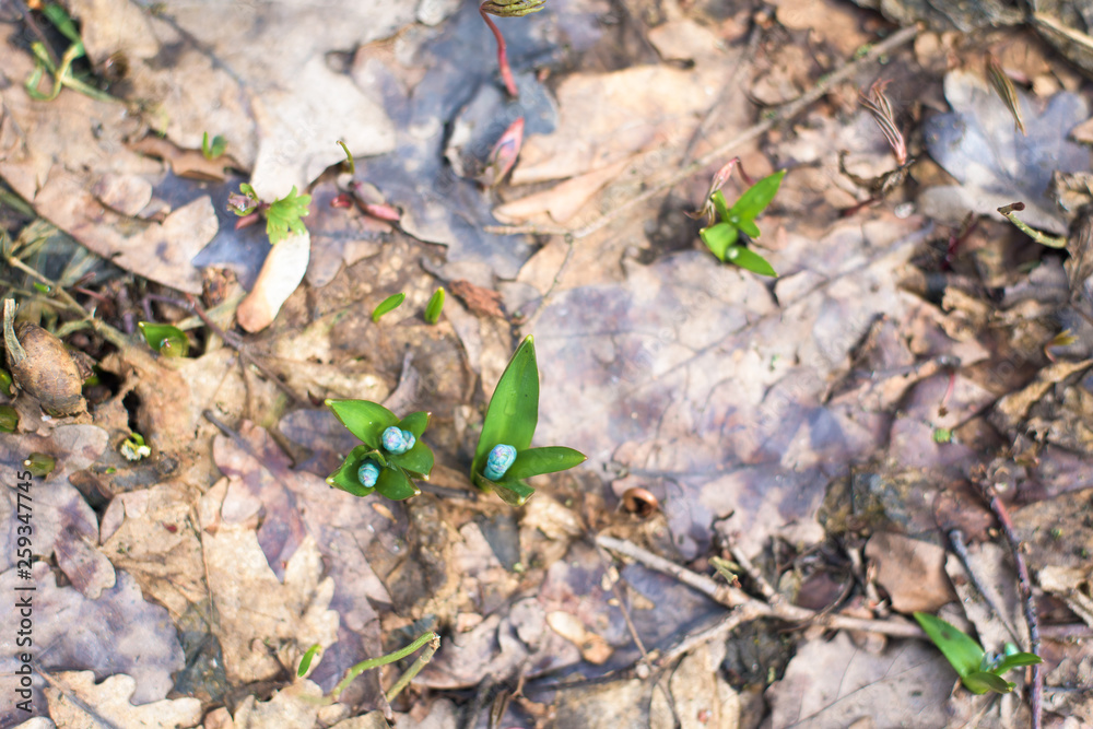 blue snowdrops , close-up. the first spring flowers in the forest in March. background photo . blue snowdrops , close-up. the first spring flowers in the forest in March. background photo .