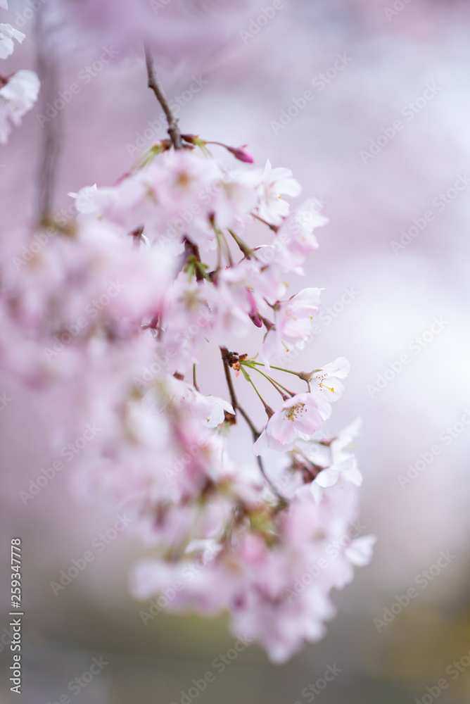 Frühling. Kirschen blühen