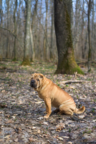 Shar Pei on the background of nature. close up. cute red dog