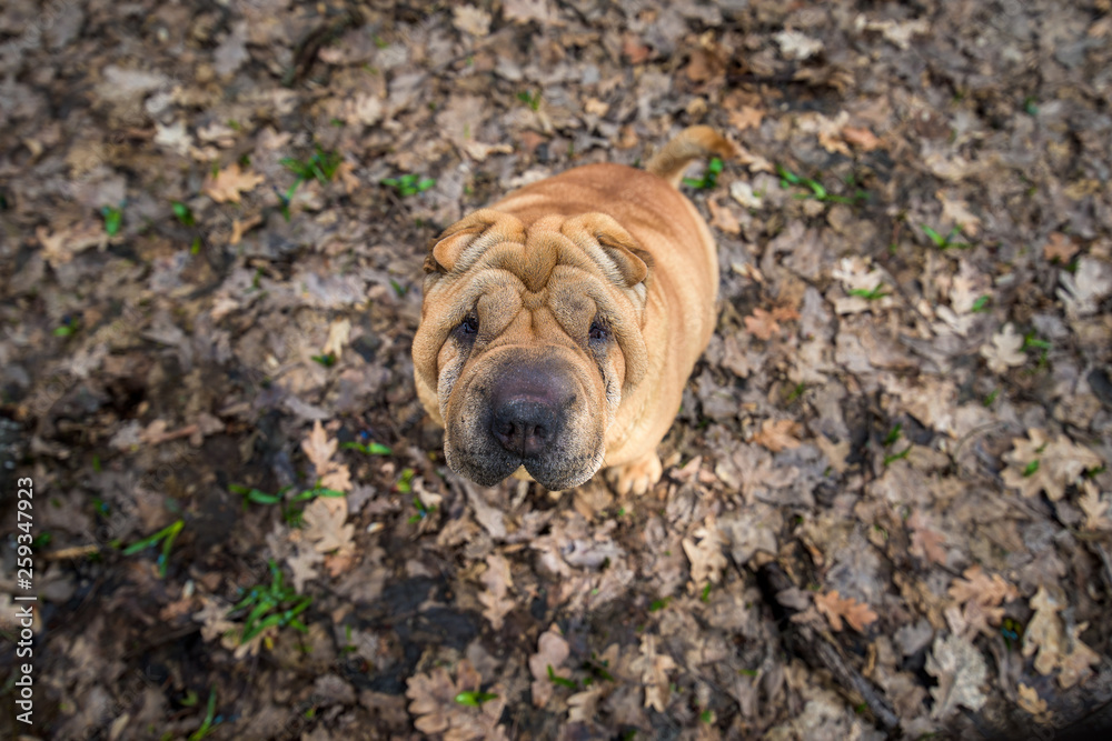 Shar Pei on the background of nature. close up. cute red dog