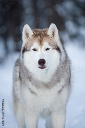 Gorgeous, beautiful and free Siberian Husky dog stansing on the snow path in the winter forest at sunset. © Anastasiia