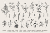 Spring flowers and ferns. Set. Vintage vector botanical illustration. Black and white