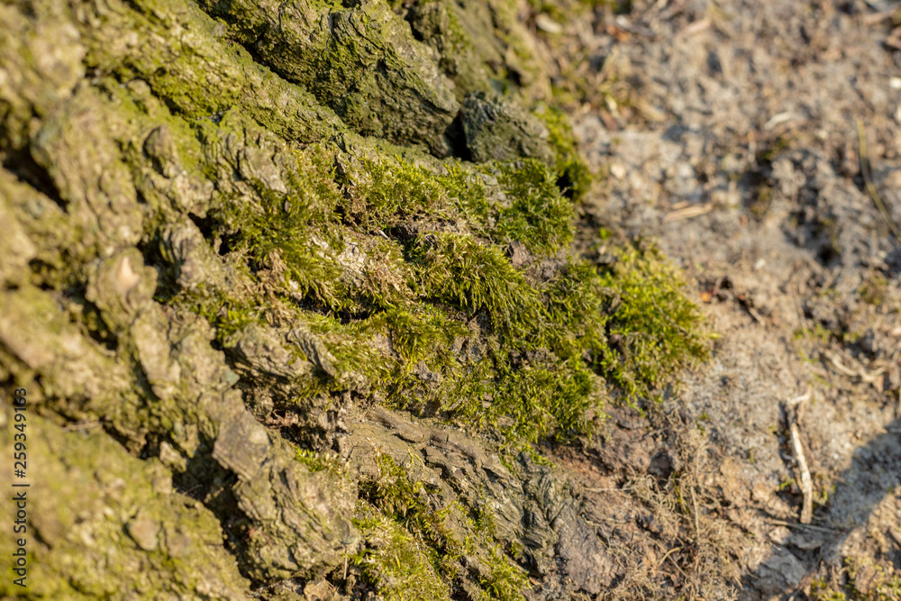 Forest Moss Forest Moss