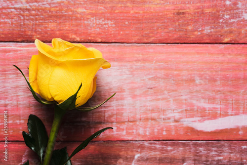 yellow rose on a red wooden background photo