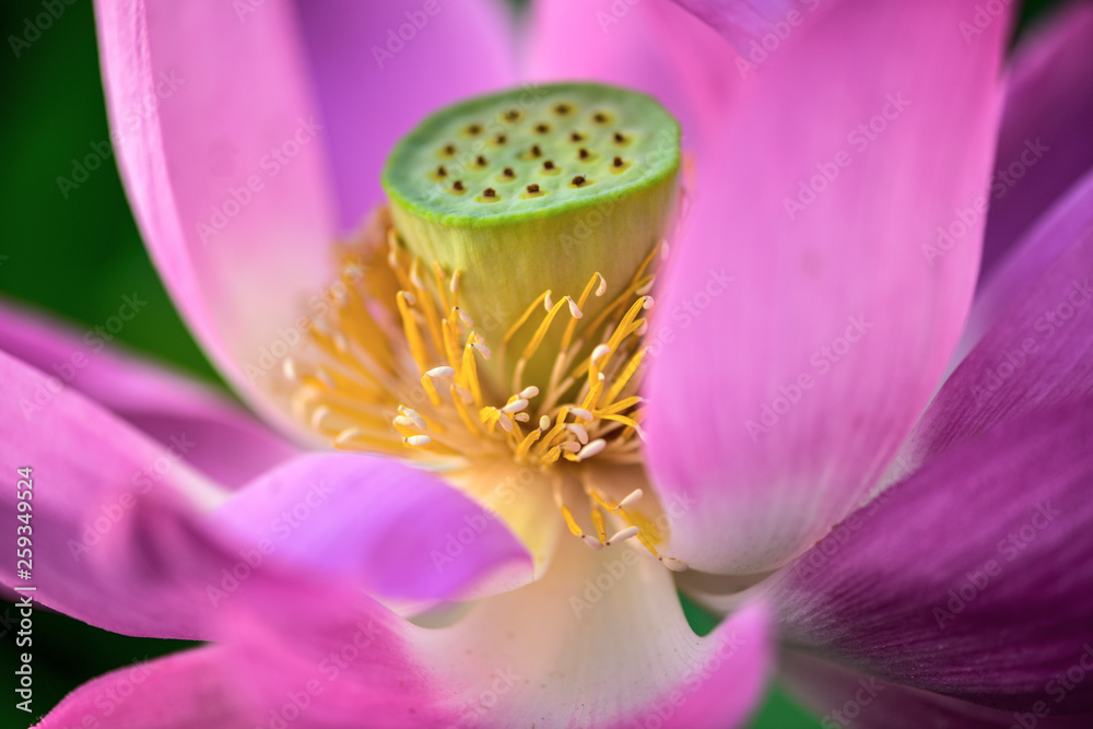 Lotus flowers in the lotus pond of the city park, beautiful lotus leaves, close-up shots. Lotus flowers in the lotus pond of the city park, beautiful lotus leaves, close-up shots.