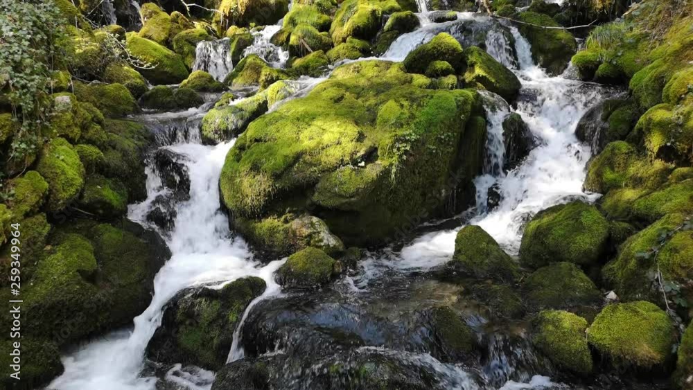 rivière sauvage en forêt rivière sauvage en forêt