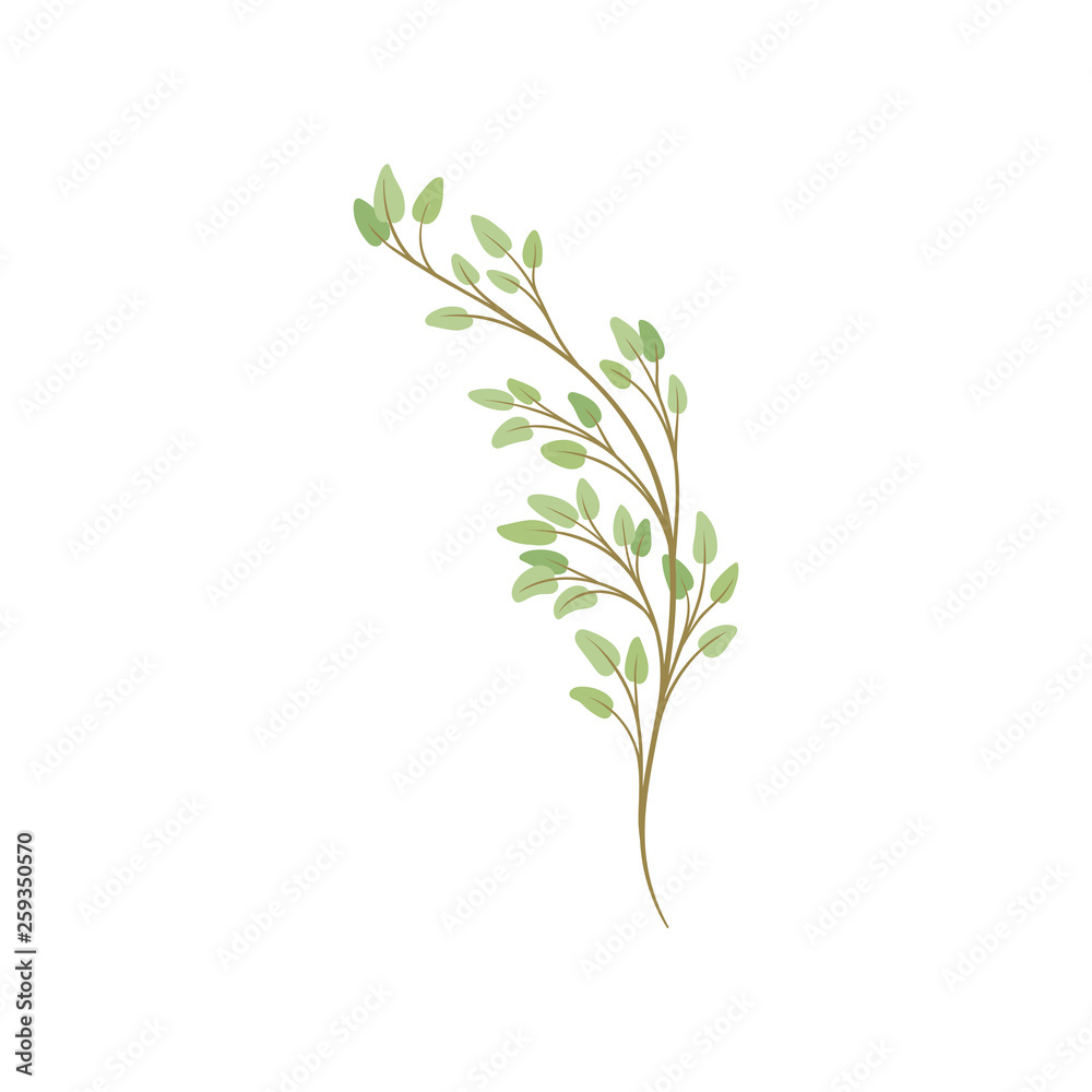 Tree branch on white background. Seasonal plant growth.