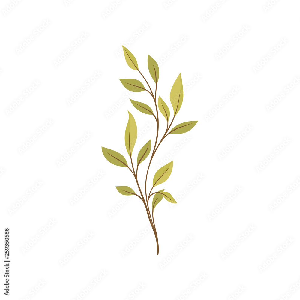 Nature and plants. Trees and shrubs. Flora concept. Nature and plants. Trees and shrubs. Flora concept.