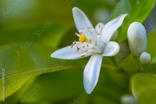 Tableau sur toile orange tree blossom. close up flower photo