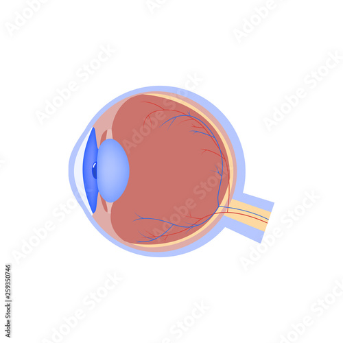 Eyeball vector flat icon, human organ, eye anatomy, medical vector illustration