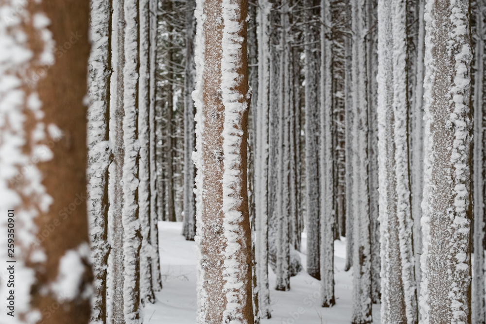 Fototapeta premium Winterwald
