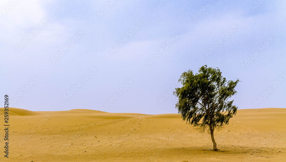 rare desert vegetation