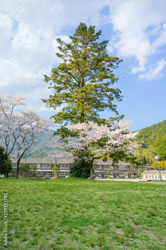 桜と一本杉