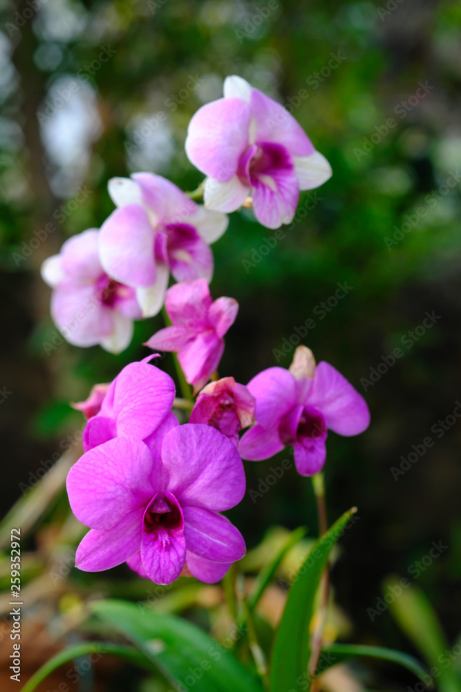 Purple orchid flowers, natural blurred background Purple orchid flowers, natural blurred background
