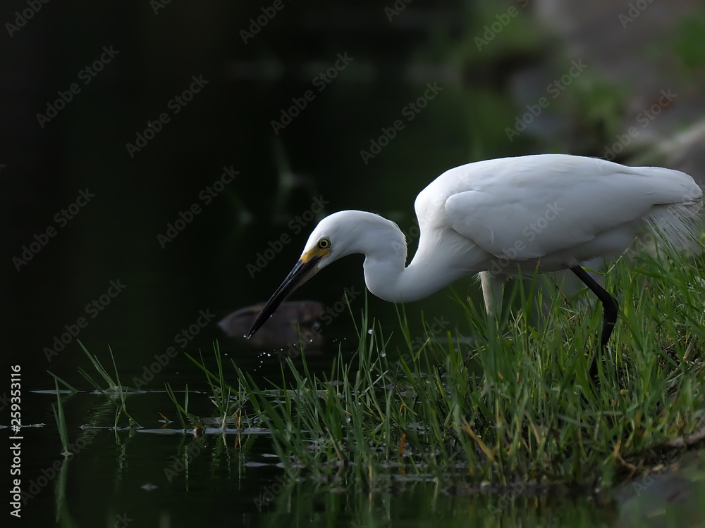 Fototapeta premium egret is drinking, egret close up