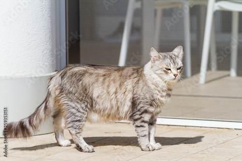 Adorable siberian cat with long hair outdoor in a sunny day