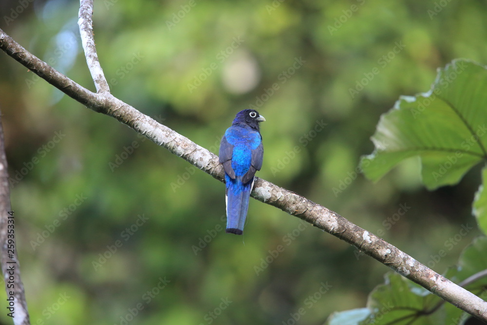 Amazonian white-tailed trogon (Trogon chionurus vividis) in Ecuador, south America Amazonian white-tailed trogon (Trogon chionurus vividis) in Ecuador, south America