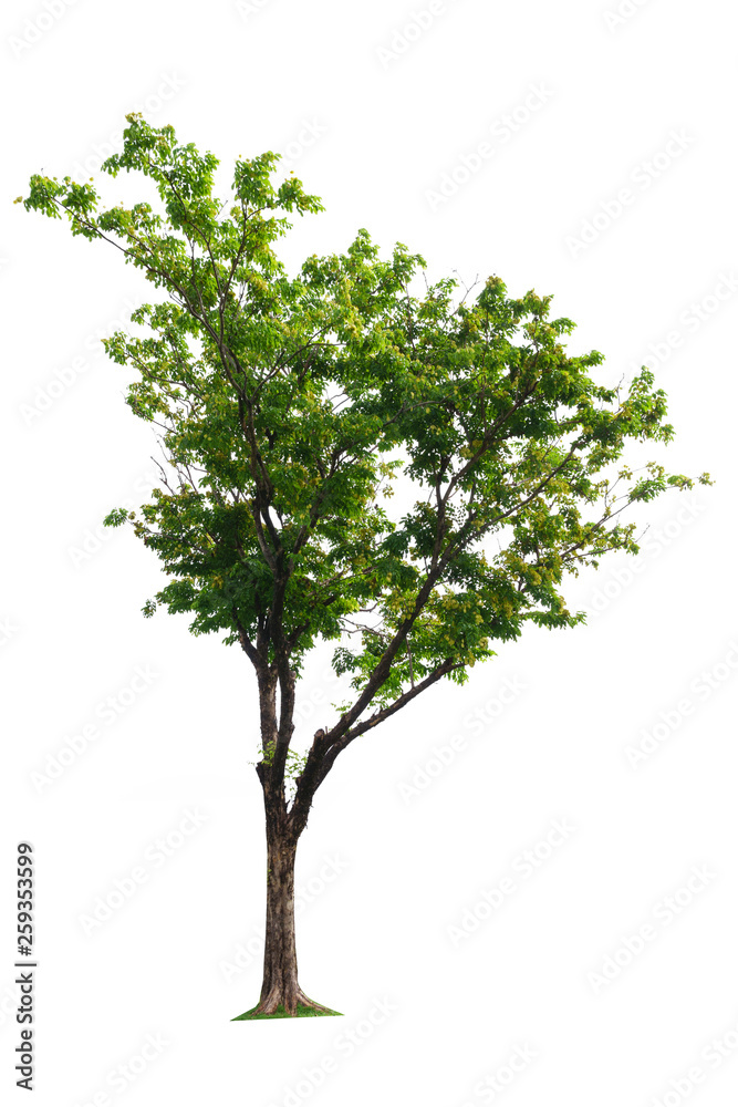 Green trees isolated on white background