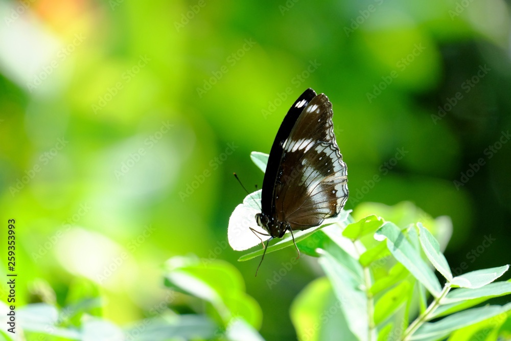 Black white butterfly Sitting On A Top Tree With Nature Green Background In An Insect Garden Area Black white butterfly Sitting On A Top Tree With Nature Green Background In An Insect Garden Area