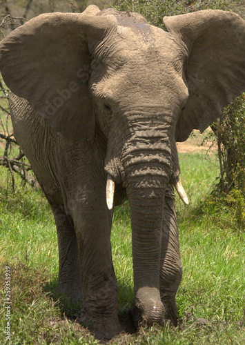 Elephant © Jennifer
