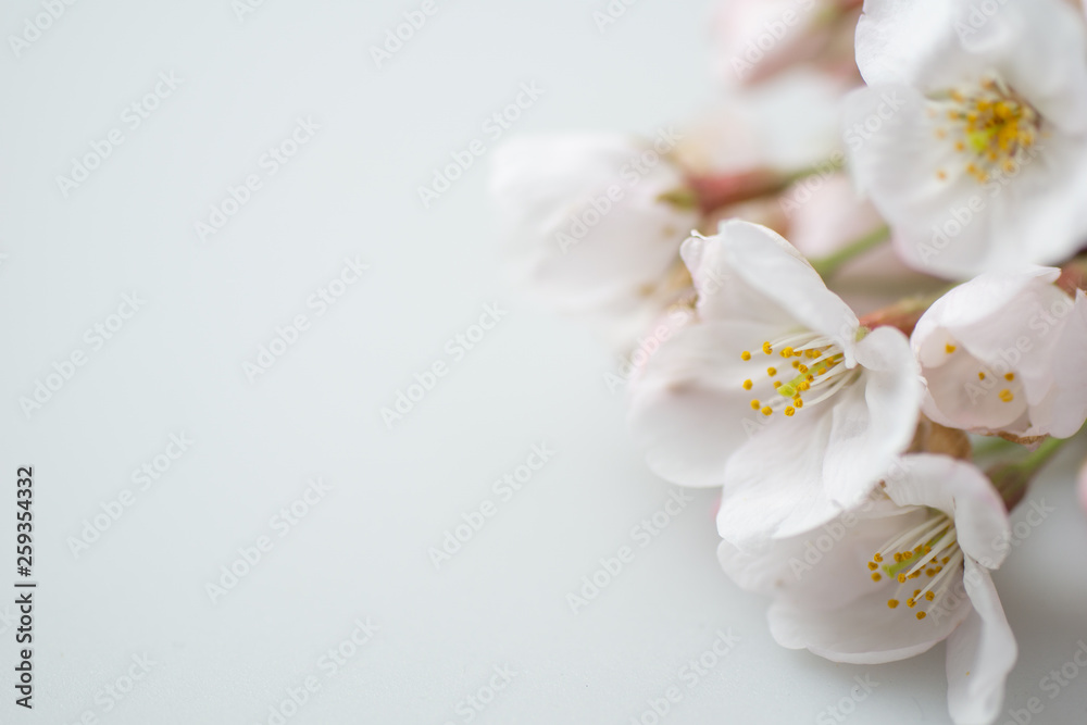 満開のソメイヨシノ