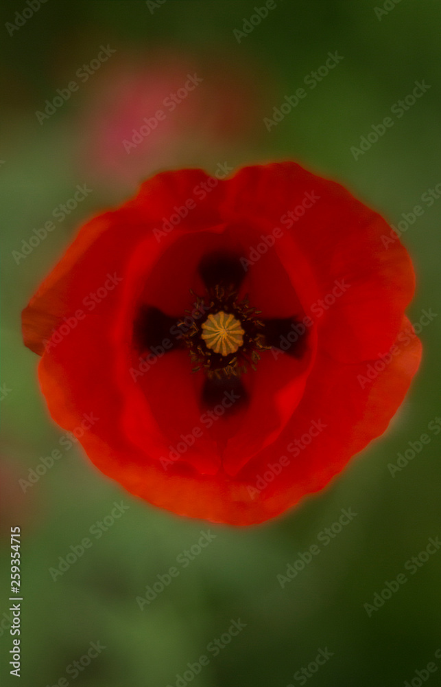 Poppy flower large with a cross in the center Poppy flower large with a cross in the center