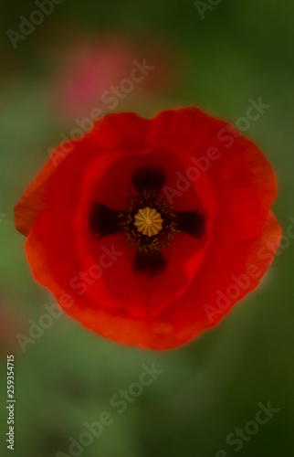 Poppy flower large with a cross in the center
