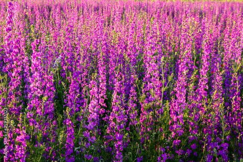 Scenic summer colorful field of purple wild flowers