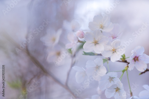 桜 © naka