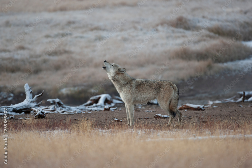 Fototapeta Wild Grey Wolf in Yellowstone National park, Wyoming USa