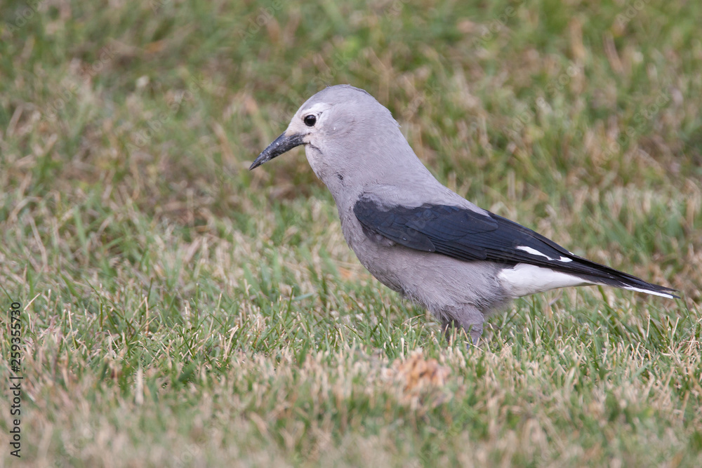Clark's Nutcracker in Yellowstone National Park in Wyoming Clark's Nutcracker in Yellowstone National Park in Wyoming